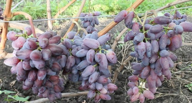 лоза винограда Байконур