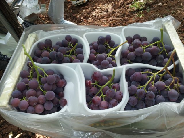 ящик виноград