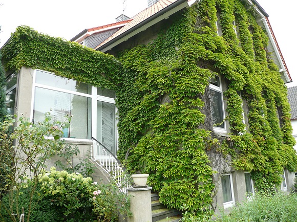 Украшение зеленым покровом стен дома