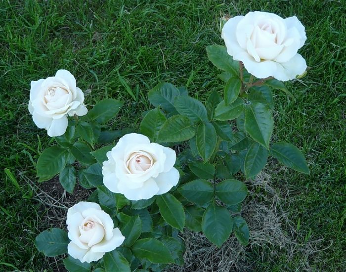 Условия выращивания розы Анастасия