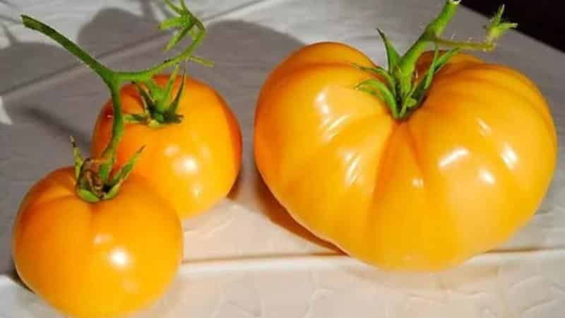 Как вырастить на своём участке томат 