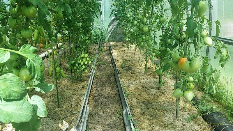 Дающий обильный урожай вкуснейших помидоров томат 