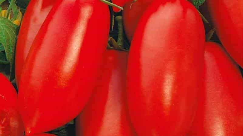 Подарок для начинающих огородников - томат 