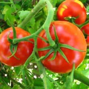 Проверенный временем и любимый многими дачниками томат 