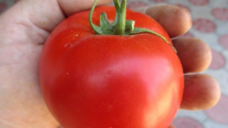 Подробное описание помидоров Линда F1 - особенности плодов и семян