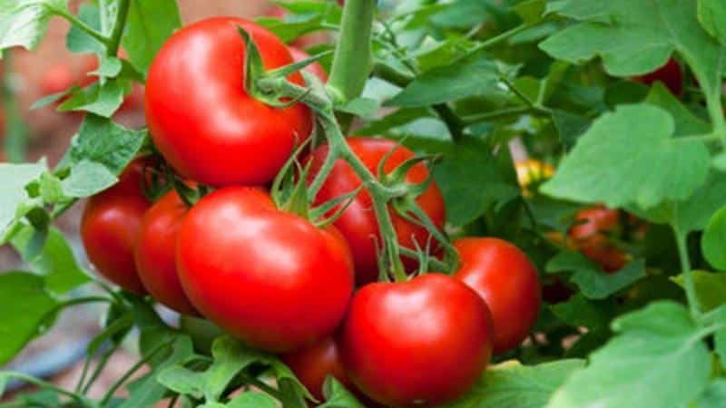 Проверенный временем и любимый многими дачниками томат 