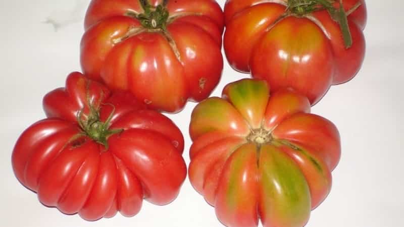 Крайне необычный сорт от сибирский селекционеров - томат 