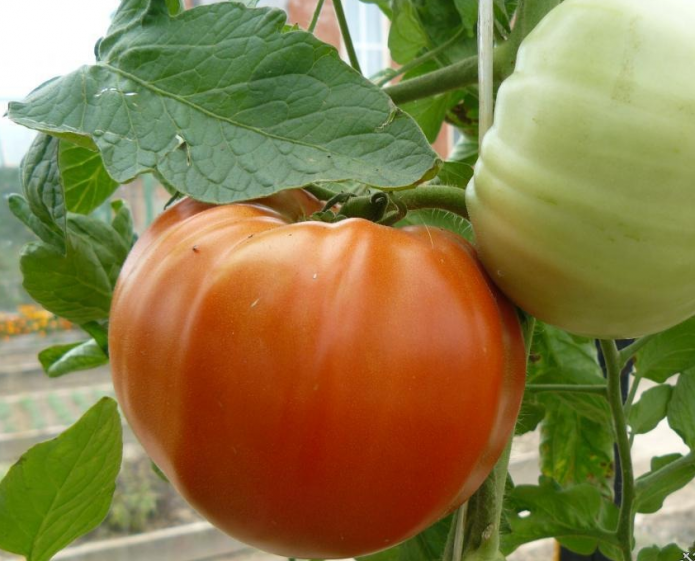Плоды томатов Алтайский шедевр