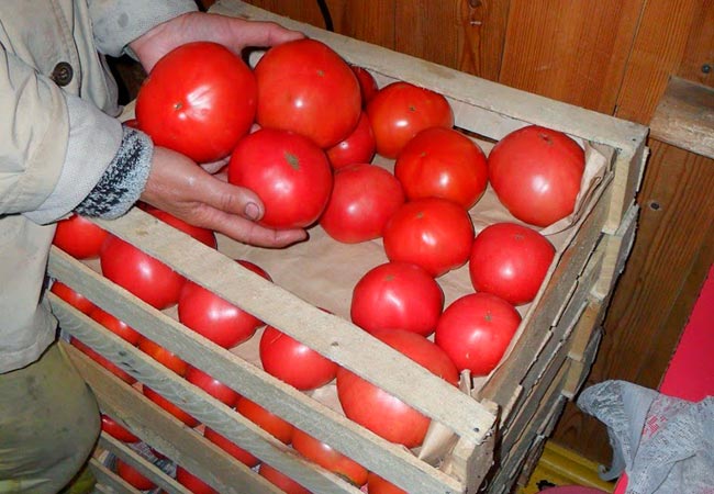 Плоды томатов в ящике