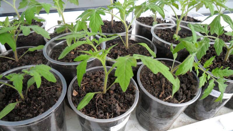 Чем хорош и почему стоит выращивать раннеспелый, высокоурожайный и стойкий к заболеваниям и непогоде томат 