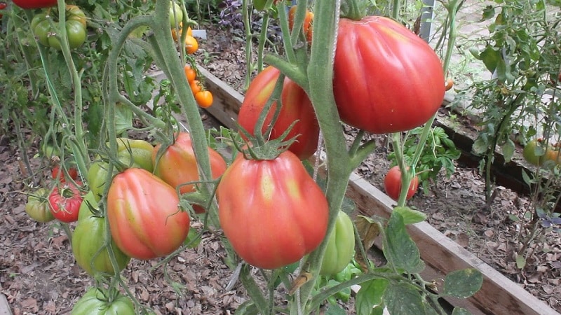 Удивительный на вид томат 