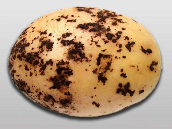 Болезни картофеля - Черная парша или Ризоктониоз