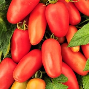 Находка для гурманов - томат 