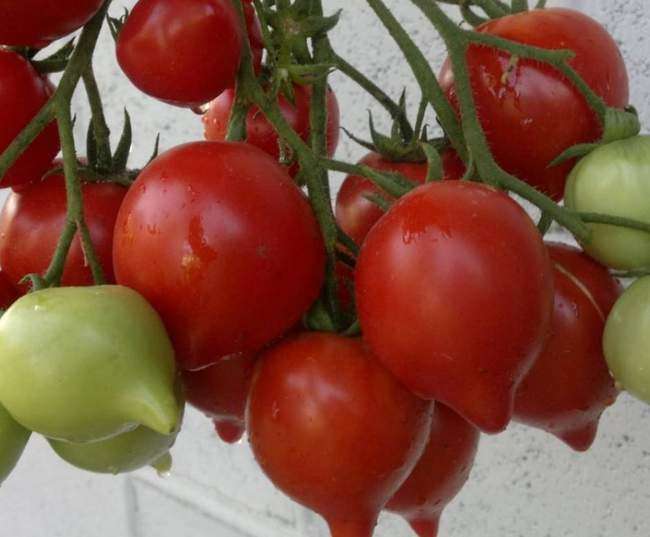 Кисть с плодами помидор Буденовка
