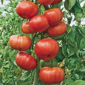 Даст поздний урожай, но оправдает ожидания - томат 
