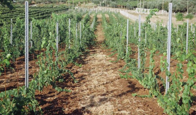 Плантация винограда
