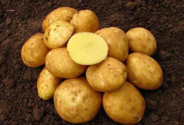 картофель венета описание сорта фото отзывы