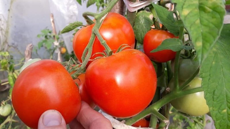 Высокоурожайный гибрид томатов 