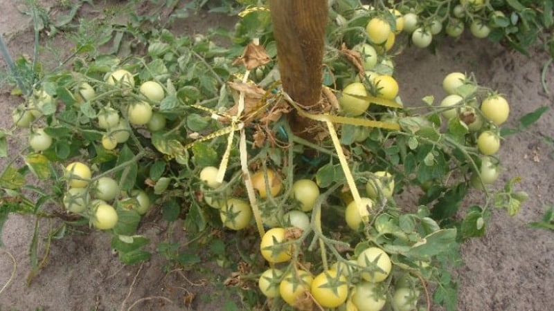 Плодовитый сорт с говорящим названием - томат 