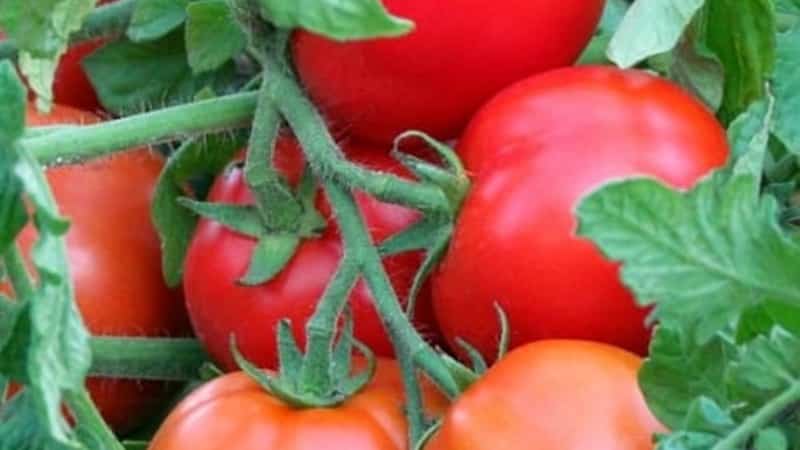 Плодовитый сорт с говорящим названием - томат 