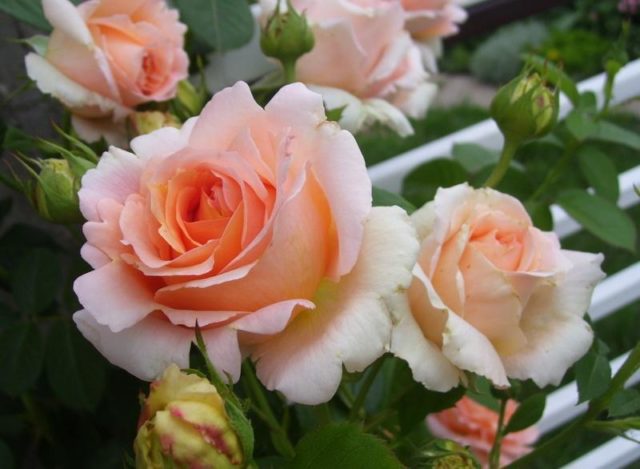Необычная роза Полька – перламутровая роскошь с огромными кружевными цветами