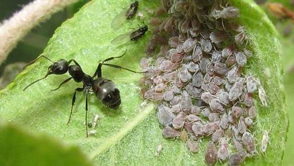 Тля и муравей на листе