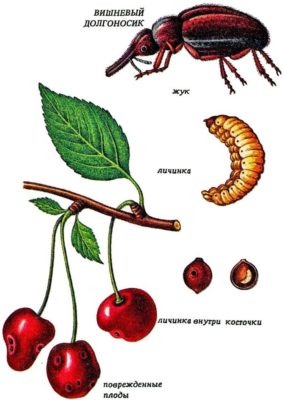 Ботанический рисунок: вишнёвый долгоносик