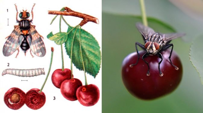 Ботанический рисунок и фото вишнёвой мухи