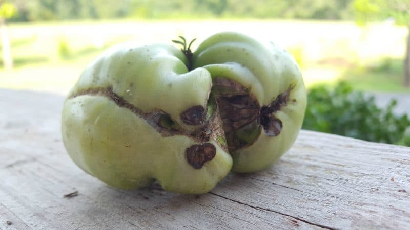 Сорт для любителей редких экзотических помидоров - томат 