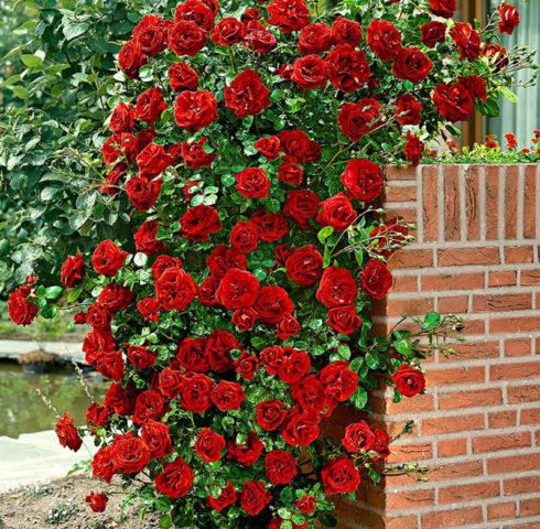 Плетистая роза Сантана с кроваво-красными цветами и бархатным переливом