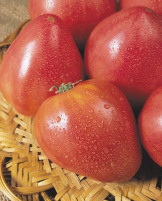 Плоды томата Воловье сердце