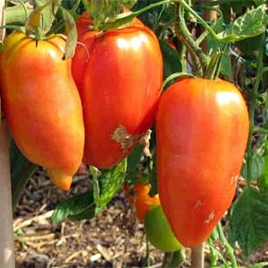 Тонкости успешного выращивания удивительных помидоров сорта 