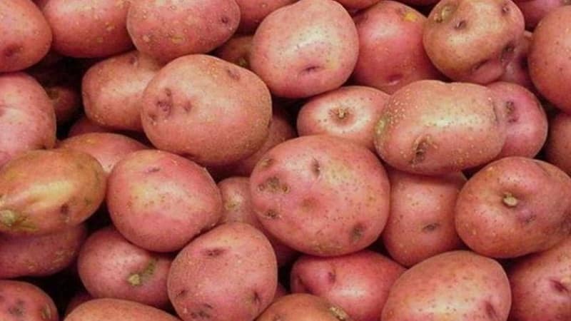 Среднеранний столовый сорт картофеля 