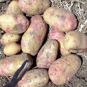 Среднеранний столовый сорт картофеля 