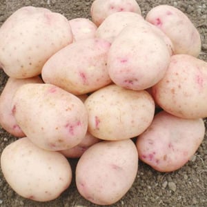 Отечественный сорт картофеля 