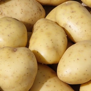 Раннеспелый столовый сорт картофеля Вега