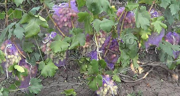 После созревания грозди могут храниться на лозе до сентября