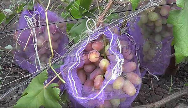 Самый простой метод борьбы с осами – поместить грозди в специальные защитные сеточки