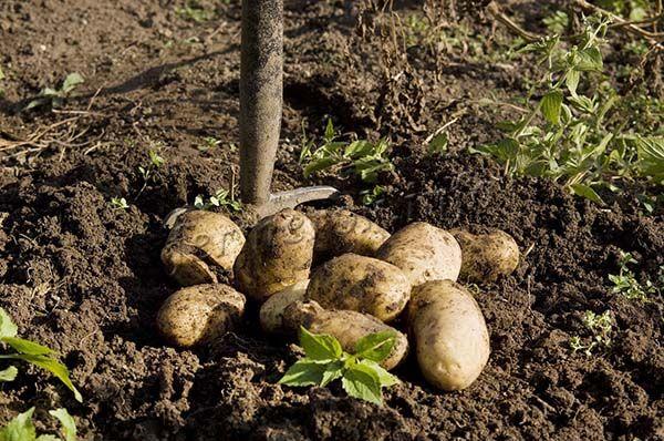 Сначала картофель выкапывают из земли и раскладывают на просушку