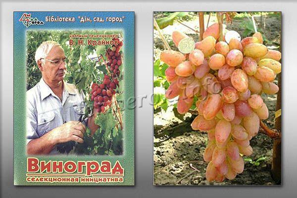 Виноград Юбилей Новочеркасска был создан селекционером В. Н. Крайновым
