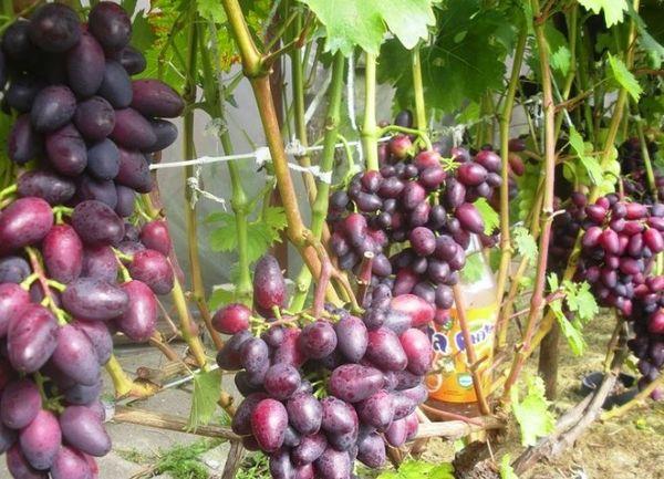 урожайный виноград