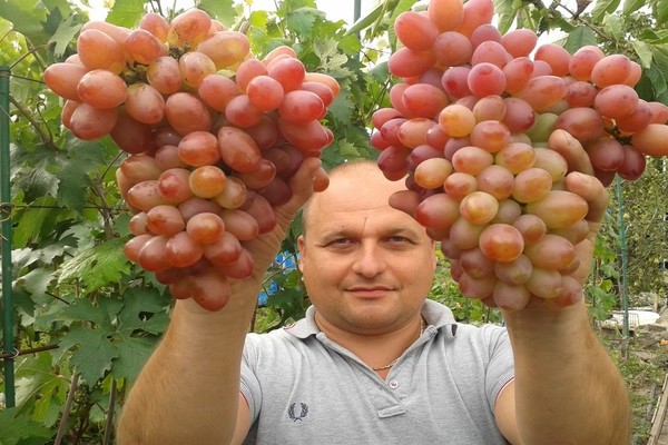 Сорт винограда София: как вырастить большие ягоды