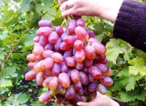 Описание сорта винограда Юлиан, правила посадки и ухода
