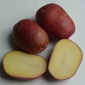 Высокоурожайный сорт картофеля 