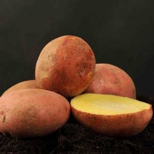 Высокоурожайный, морозоустойчивый сорт картофеля 