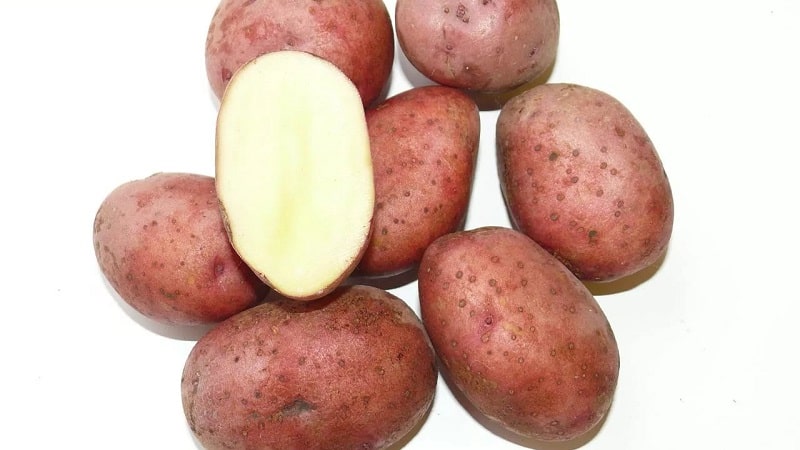 Неприхотливый раннеспелый сорт картофеля 