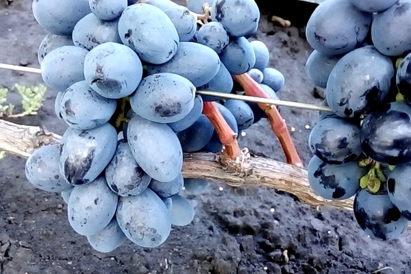 виноград руслан описание сорта