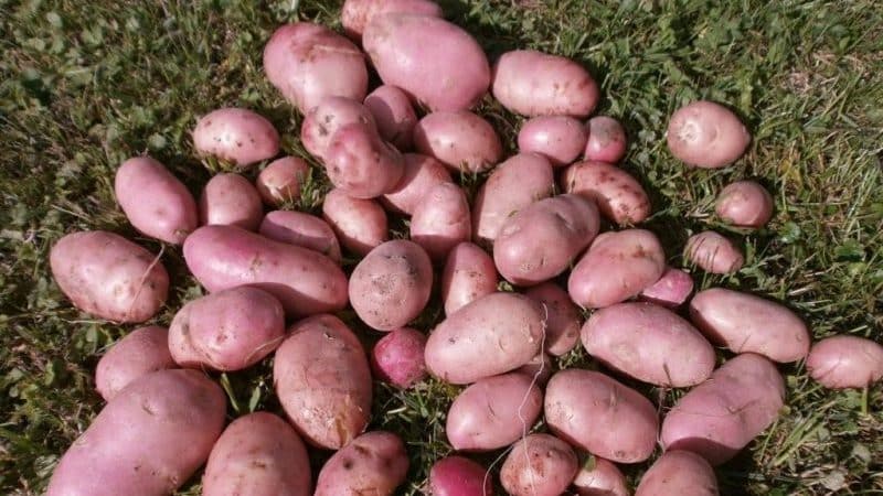 Высокоурожайный, среднепоздний сорт картофеля 