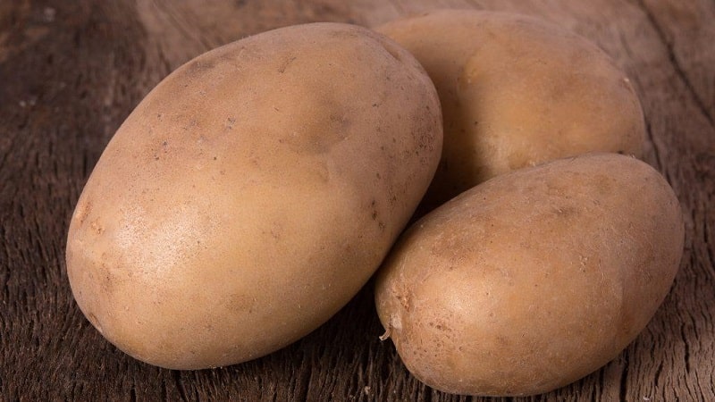 Стойкий и урожайный сорт столового картофеля 