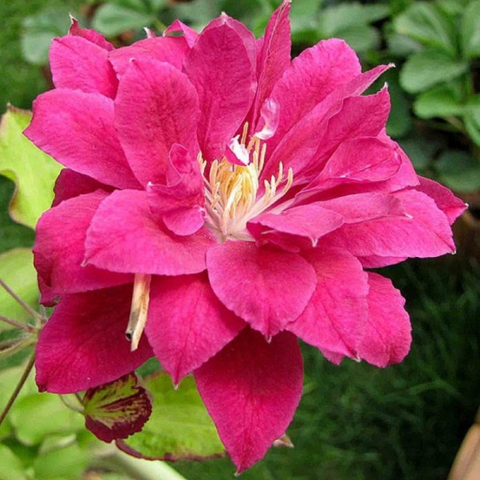 Цветок клематиса Ред Стар